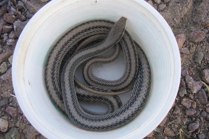 Western Patchnose Snake
